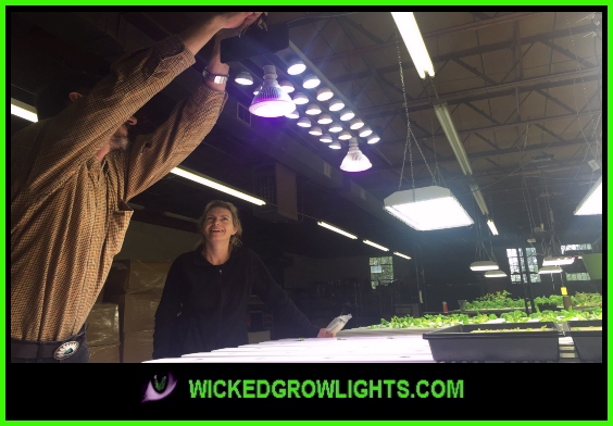 hydroponic_farming_indoor_plant_grow_lights_greenhouse_lighting